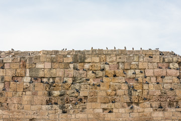 Doves using historical Roman monuments like nests and dwelling