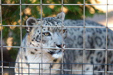 Young snow leopard in a zoo behind the cage © Ian
