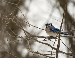 Central Missouri Blue Jay