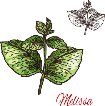 Melissa leaf sketch of medical plant and aroma herb