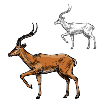 African gazelle or indian antelope animal sketch