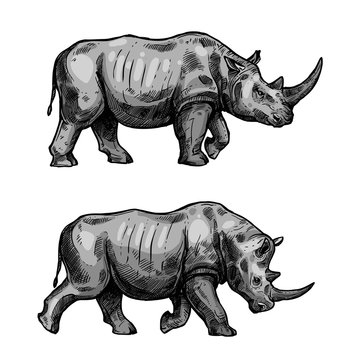 African rhino walking sketch of rhinoceros animal