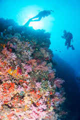 Plakat Wonderful and beautiful underwater world with scuba, coral reef landscape background in the deep blue ocean with colorful fish and marine life