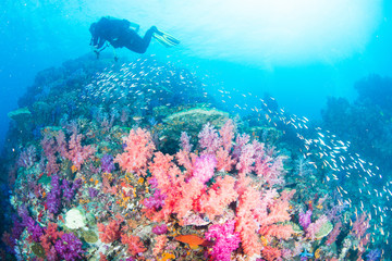 Fototapeta na wymiar Wonderful and beautiful underwater world with scuba, coral reef landscape background in the deep blue ocean with colorful fish and marine life