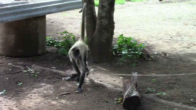 3982 Spider Monkey Walking on Ground in Nicaragua, HD