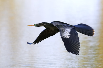 Anhinga in flight - Florida
