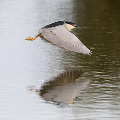 Black-crowned Night Heron in flight over a pond - Venice, Florida