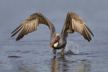 Brown Pelican taking flight from a  lagoon- St. Petersburg, Florida