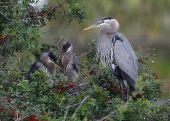 Great Blue Heron with a pair of chicks at its nest - Venice, Florida