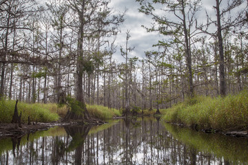 Fototapeta na wymiar Cypress Trees in Fish Eating Creek, Florida