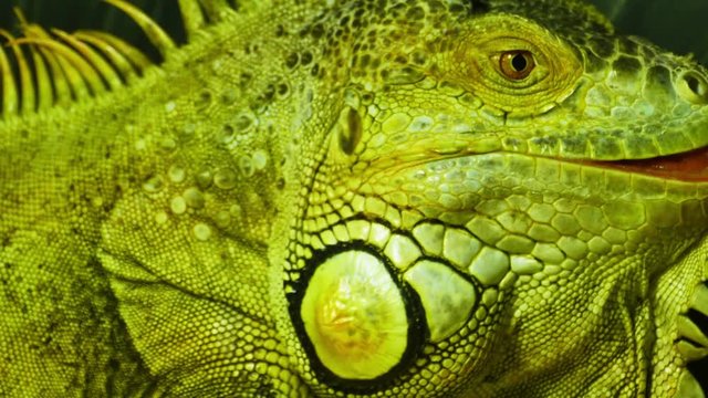 Large Iguana Close Up, 4K