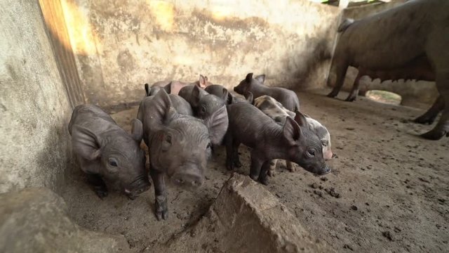 piglets in pig farm
