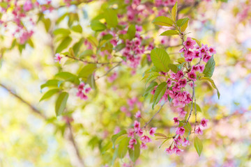 Wild himalayan cherry flowers blossom in Chiang Mai, Thailand.