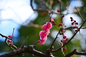 紅梅