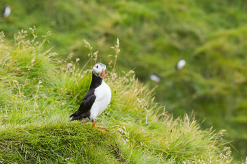 アイスランド　ヘイマエイ島のパフィン