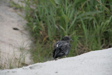 Beach Bird