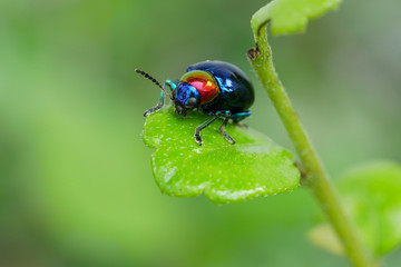 Blue chrysochus pulcher on green leaf