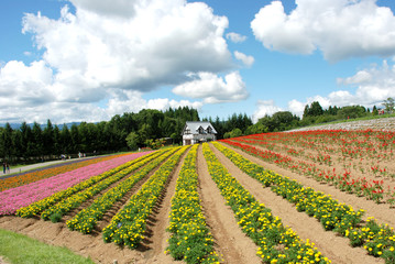 空と花畑と洋館