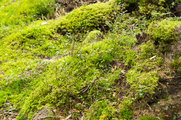 Fototapeta premium Nuuksio National Park