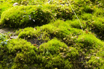 Nuuksio National Park