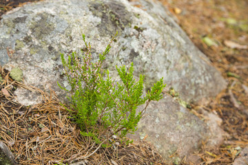 Nuuksio National Park