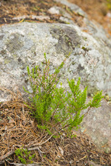 Nuuksio National Park