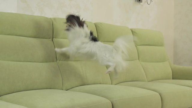 Young dog breeds Papillon Continental Toy Spaniel dog catches big ball and plays slow motion stock footage video