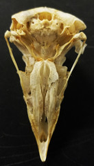 Bird Skull Ventral
