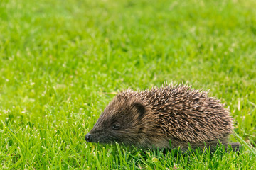 closeup of baby hedgehog running across grass