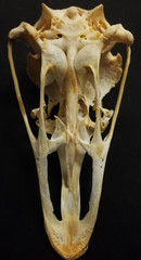 Bird Skull Ventral