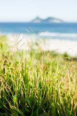 Green vegetation (grass) in front of beach