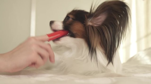 Young dog breeds Papillon Continental Toy Spaniel brushes teeth with toothbrush stock footage video