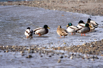 波打ち際に集まったマガモたち