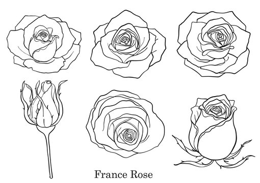 Rose vector set by hand drawing.Beautiful flower on white background.Rose art highly detailed in line art style.France rose for wallpaper.