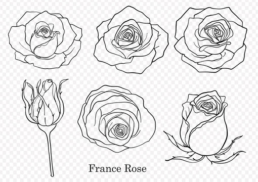 Rose vector set by hand drawing.Beautiful flower on white background.Rose art highly detailed in line art style.France rose for wallpaper.