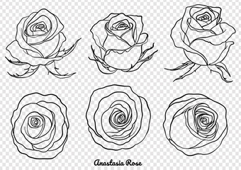 Rose vector set by hand drawing.Beautiful flower on white background.Rose art highly detailed in line art style.Anastasia rose for wallpaper.