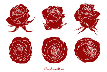 Rose vector set by hand drawing.Beautiful flower on white background.Rose art highly detailed in line art style.Anastasia rose for wallpaper.