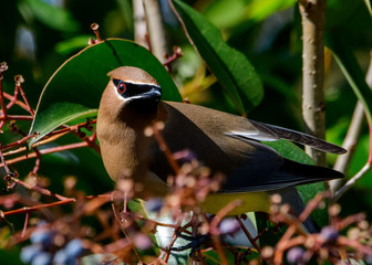 Cedar Waxwing -- Bombycilla cedrorum - Close-Up profile with detail of feathers