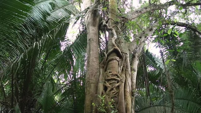 Strangler fig tree is named for their pattern of growth on host trees, which often results in the host's death. The tree is grown in the tropical fauna and vegetation by Monkey River in Belize