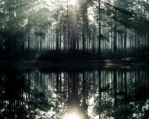 De Soto National Forest, Mississippi, USA