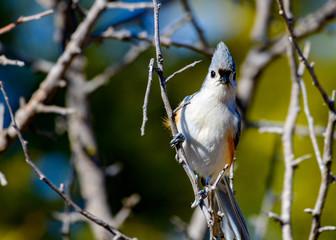 Obraz premium Tufted Titmouse -Baeolophus bicolor -- perched on branch with green, bokeh background