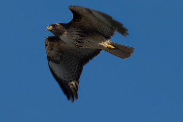 Red-tailed hawk flying, seen in the wild in North California