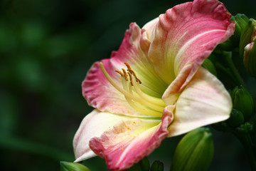 Fototapeta na wymiar Gentle hemerocallis./Flower of a day lily with petals in gentle colors among not opened buds of green color.