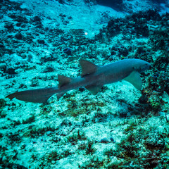 Fototapeta premium Nurse shark