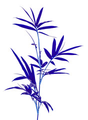 Fototapeta premium tiges de bambou bleu, fond blanc