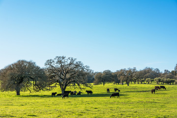 Cattle in pasture with Oak trees. Sonoma County, California.