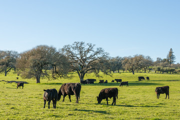 Fototapeta na wymiar Cattle in pasture with Oak trees. Sonoma County, California.