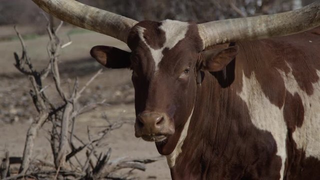 Watusi moving ears in slow motion in africa