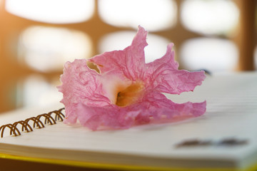 Pink flower put on the notebook