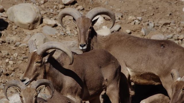 Aoudad Barbary Sheep on rocky hill side